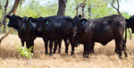 48 Brangus Open Replacement Heifers