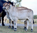 Miss HMC Polled 274/1