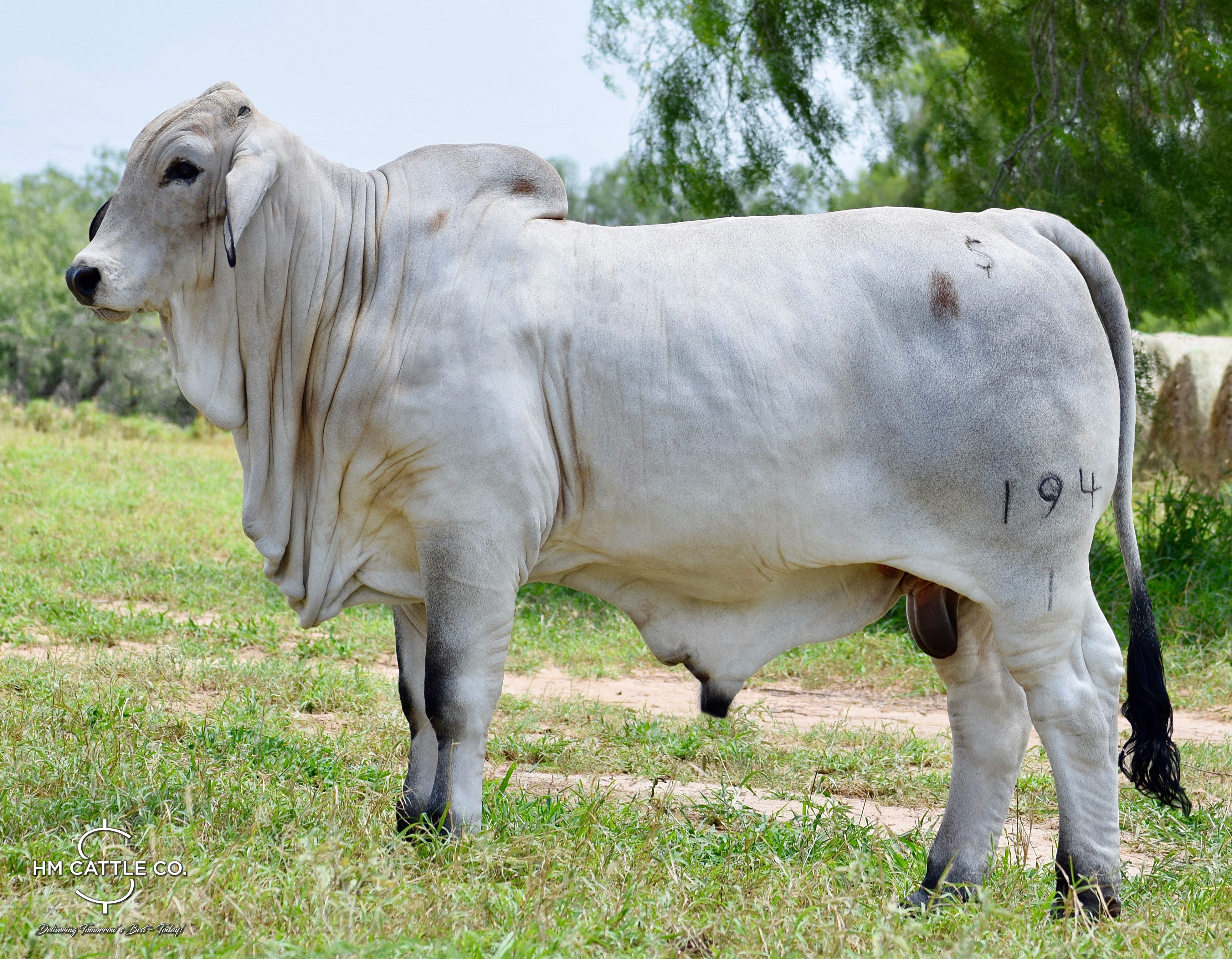 Package of 3 Sexed Female Embryos - Mr. HMC Polled 44/1 (P) “Magnum” x Miss HMC Polled 81/1 (P)