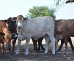 35 Brahman Cross Open Replacement Heifers