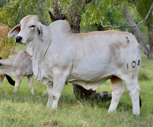 Miss HMC Polled 227/1 (P)