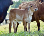 Miss HMC Polled 227/1 (P)