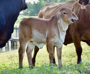 Miss HMC Polled 227/1 (P)