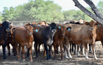 35 Brahman Cross Open Replacement Heifers