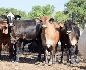 35 Brahman Cross Open Replacement Heifers