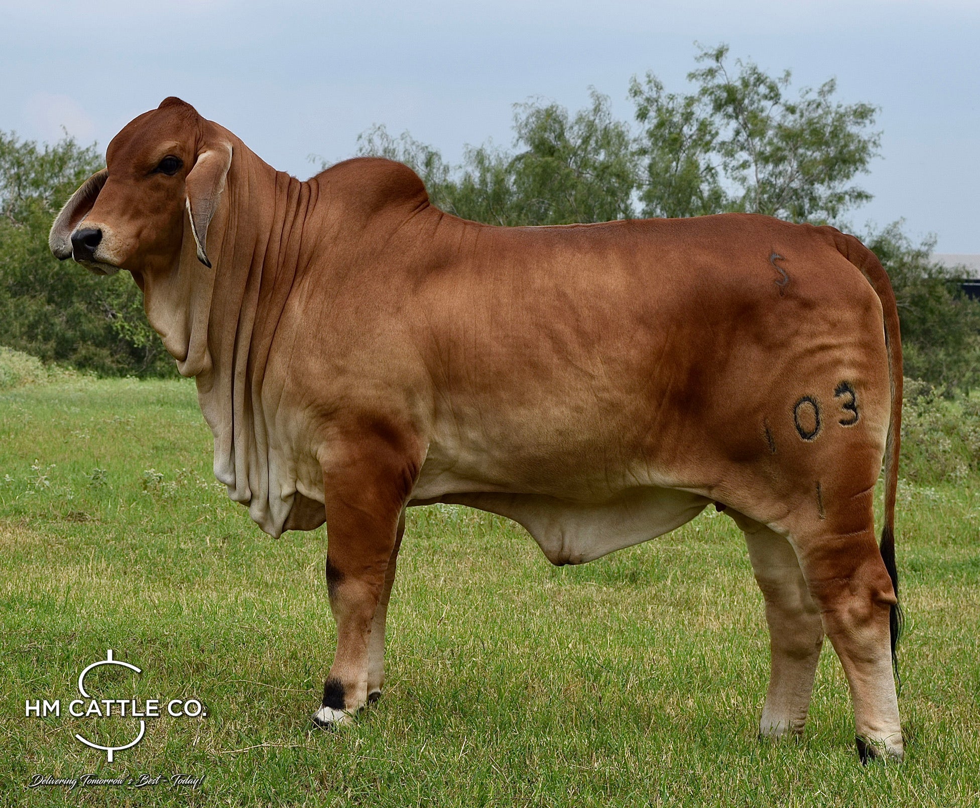 Miss HMC Polled 197/1 (P)