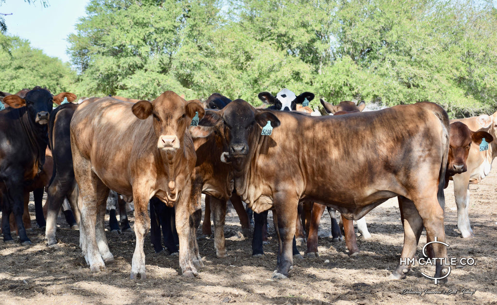 35 Brahman Cross Open Replacement Heifers