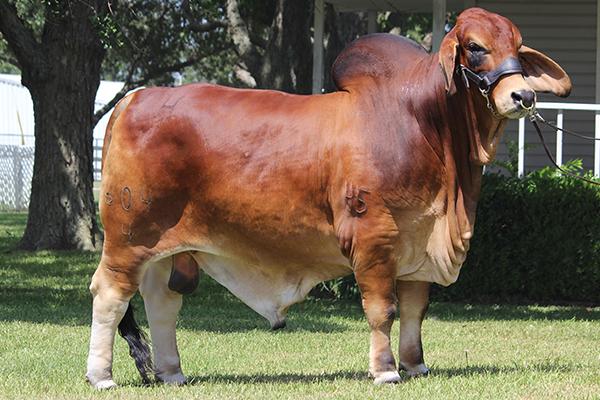 Miss HMC Polled 197/1 (P)