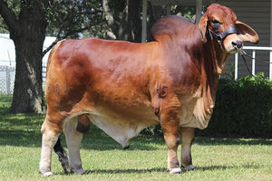 Miss HMC Polled 197/1 (P)