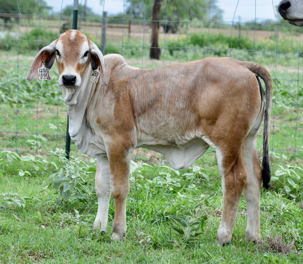 Miss HMC Polled 230/1 (P)