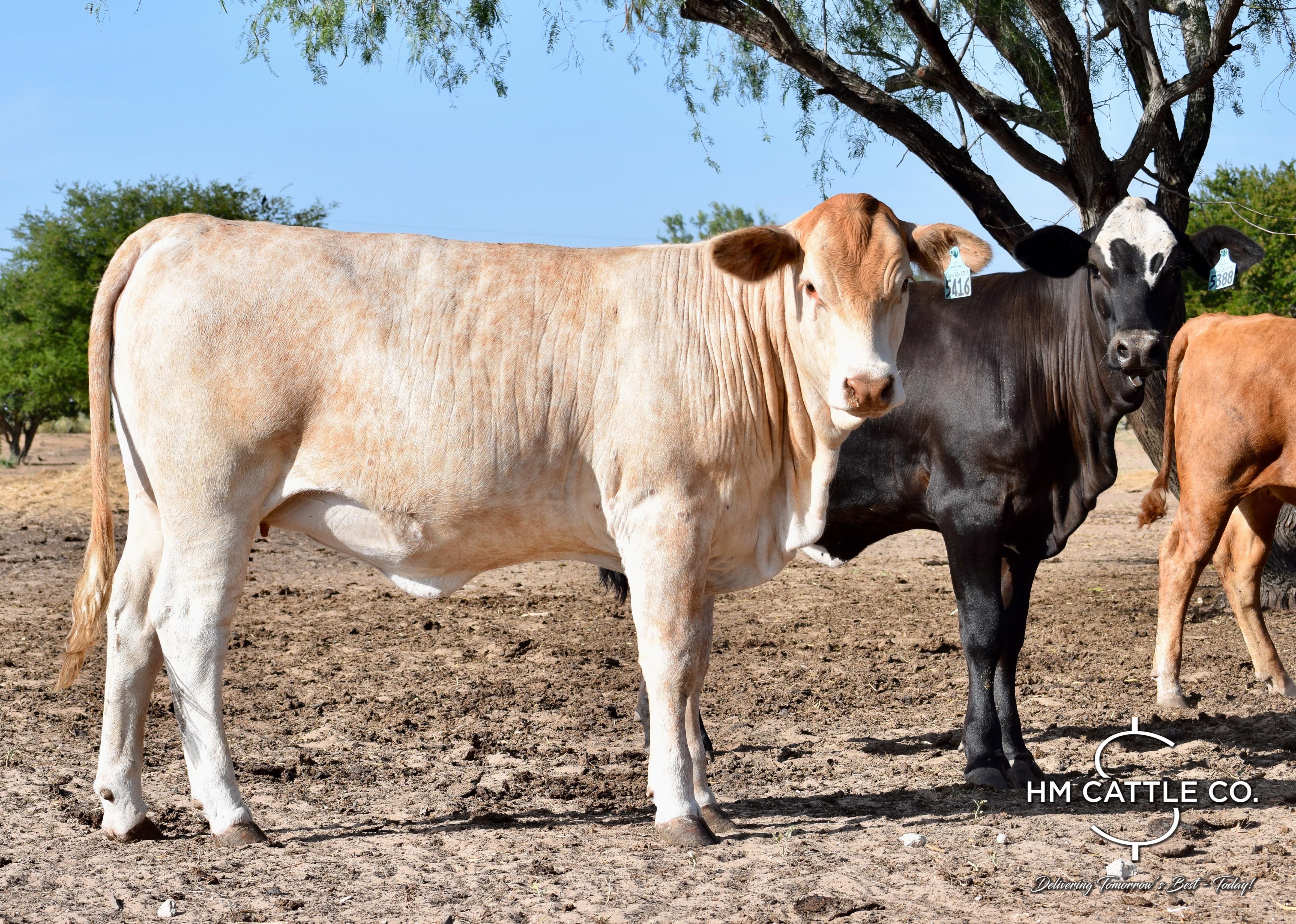 35 Brahman Cross Open Replacement Heifers