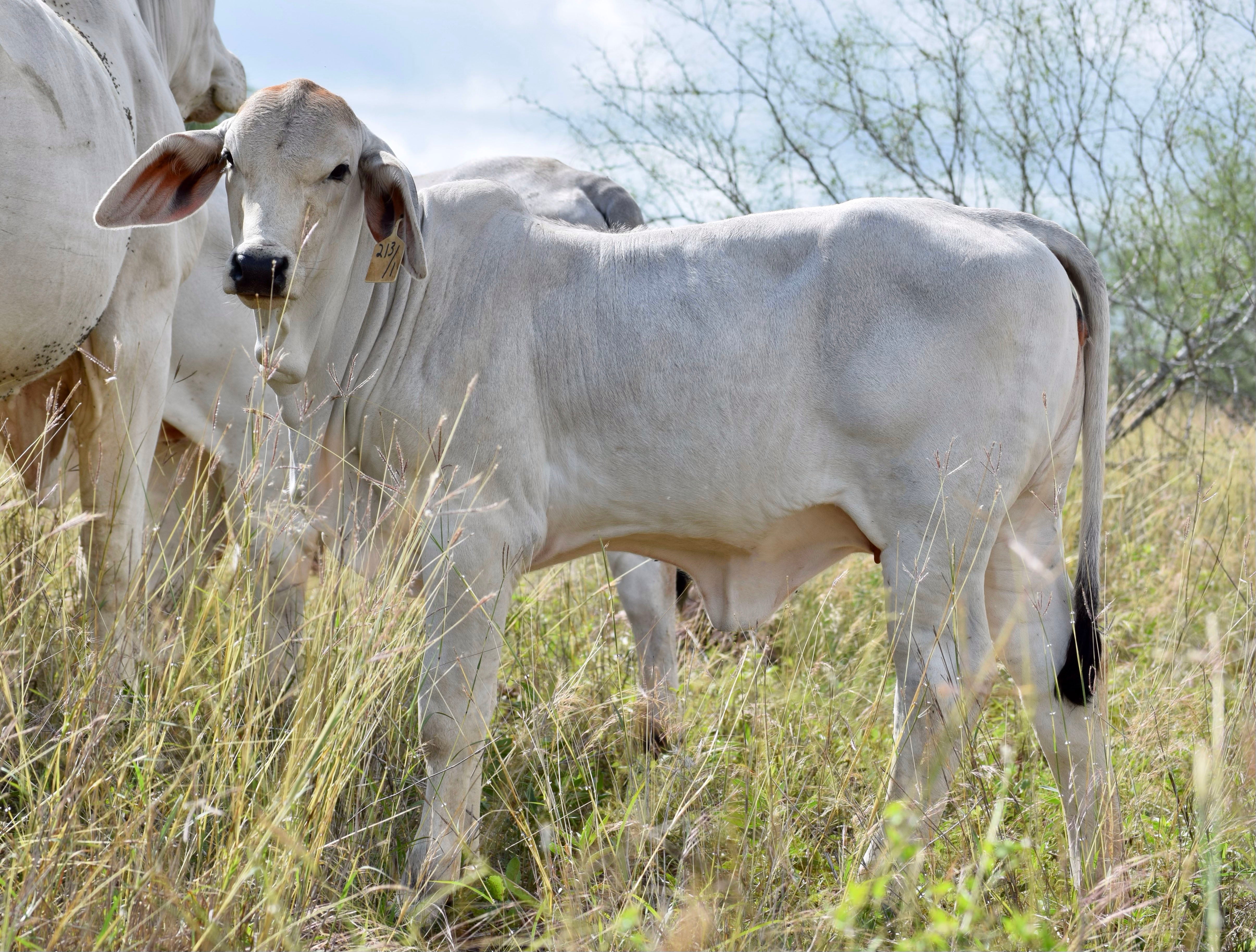 Miss HMC Polled 213/1 (P)