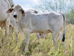 Miss HMC Polled 213/1 (P)