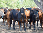 35 Brahman Cross Open Replacement Heifers