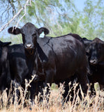 48 Brangus Open Replacement Heifers