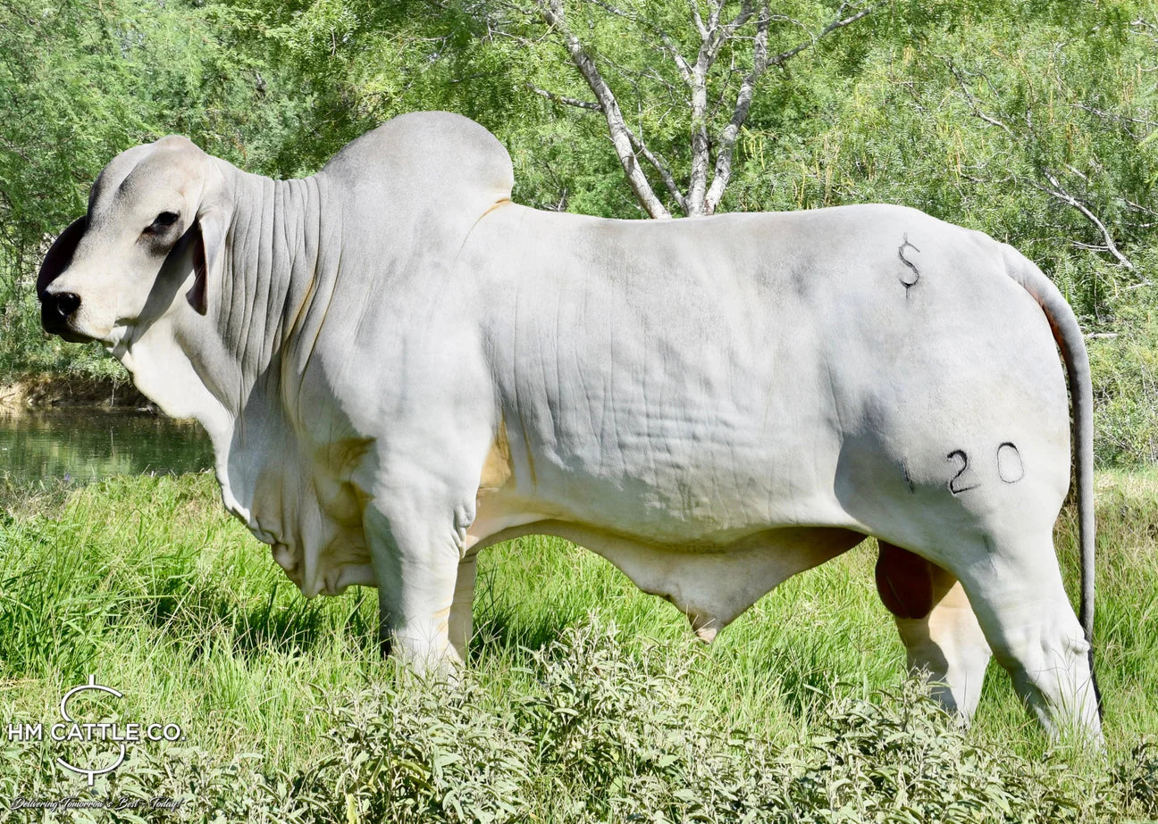 Mr. HMC Polled 261/1 (PP)