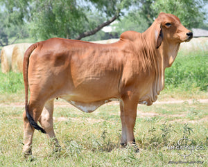 Miss HMC Polled 197/1 (P)