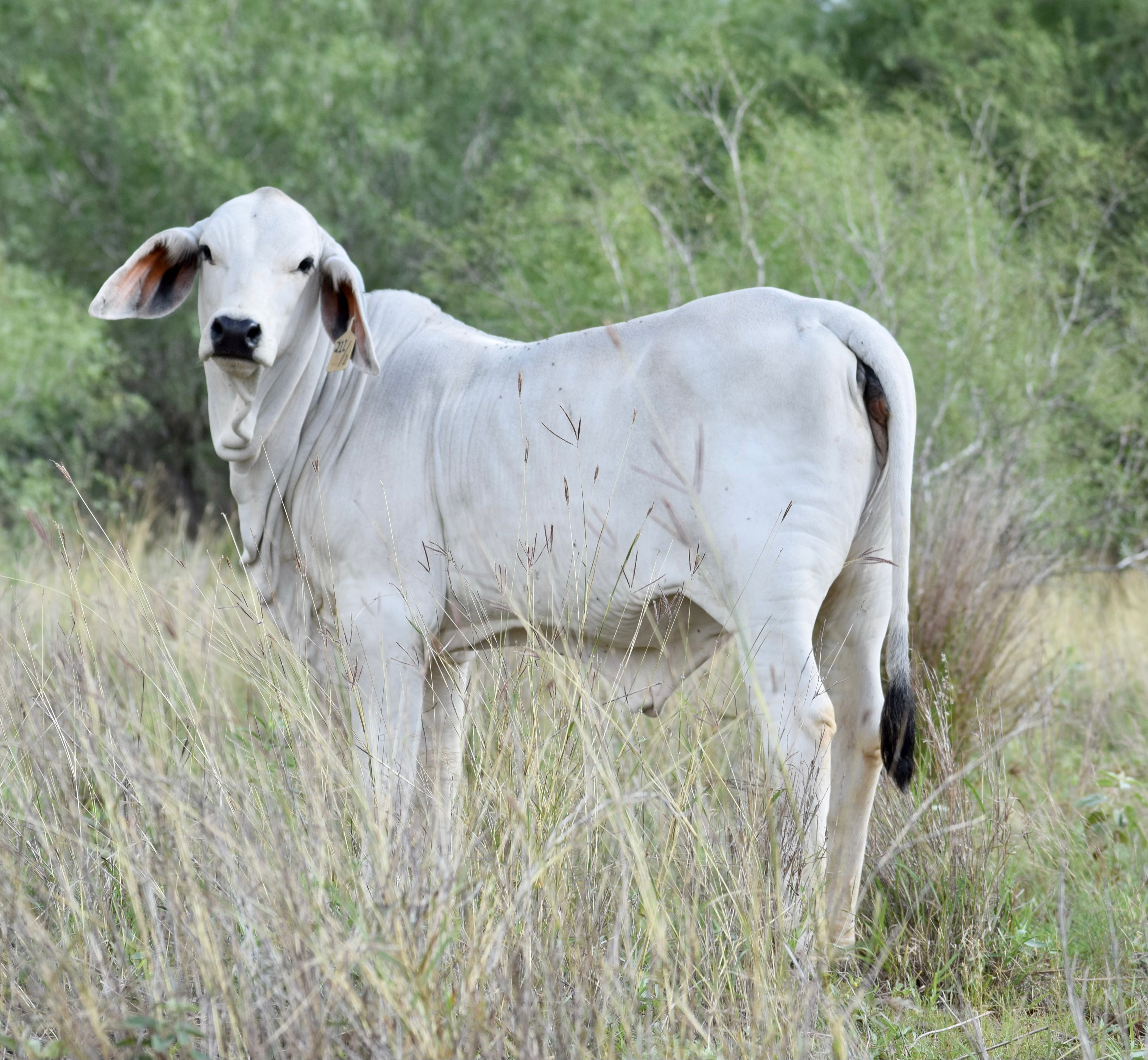 Miss HMC Polled 211/1 (P)
