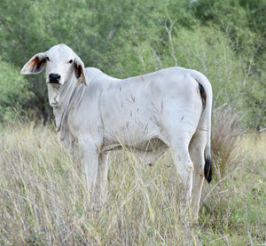 Miss HMC Polled 211/1 (P)
