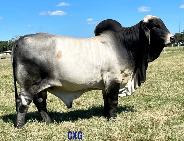 Mr. HMC Polled 111/1 (PP) “One for the Money” HOMOZYGOUS POLLED SEXED – HM Cattle  Company
