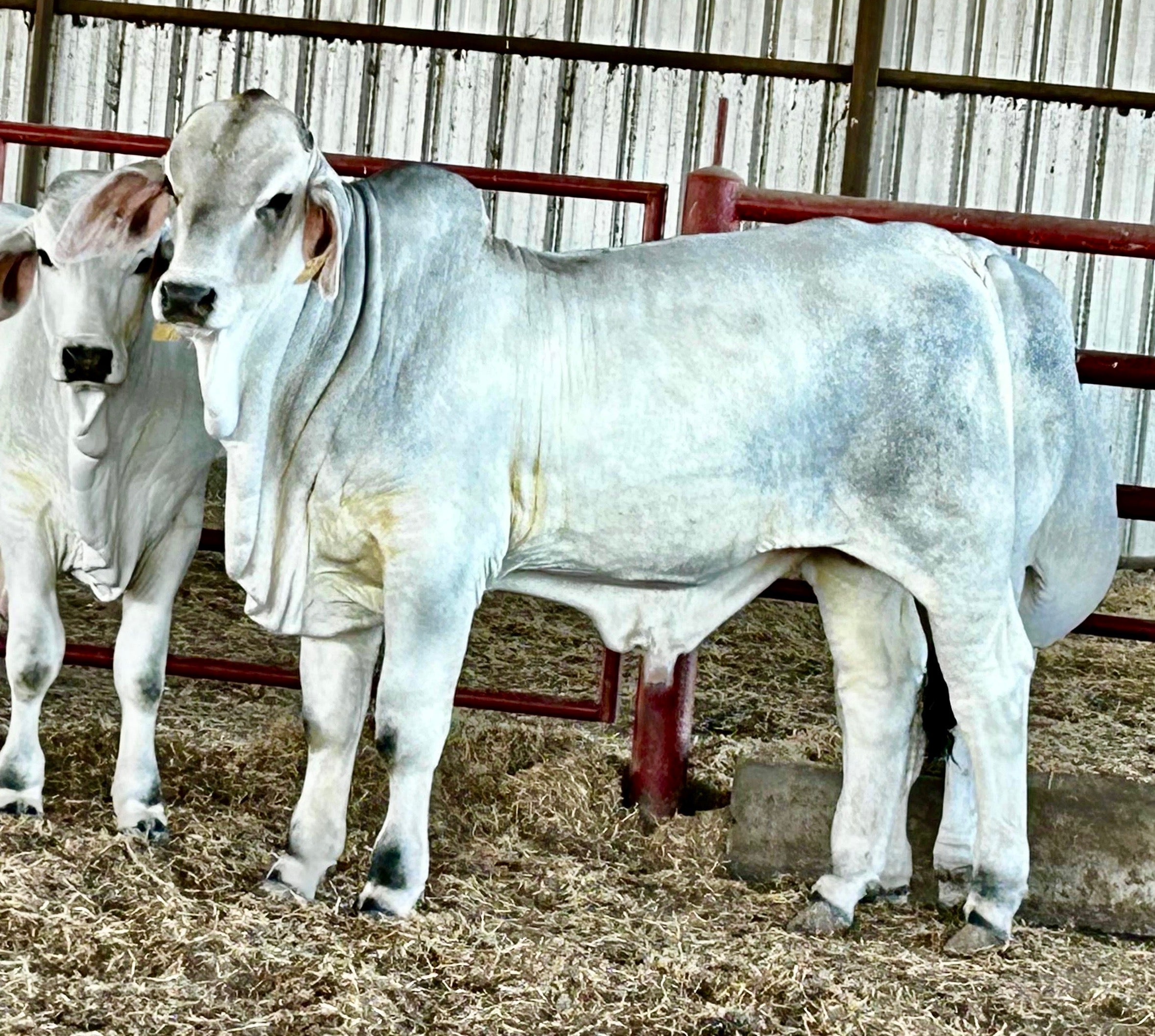 Mr. HMC Polled 275/1 (P)