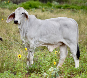 Miss HMC Polled 209/1 (P)