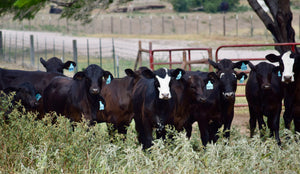 21 Brangus Open Replacement Heifers
