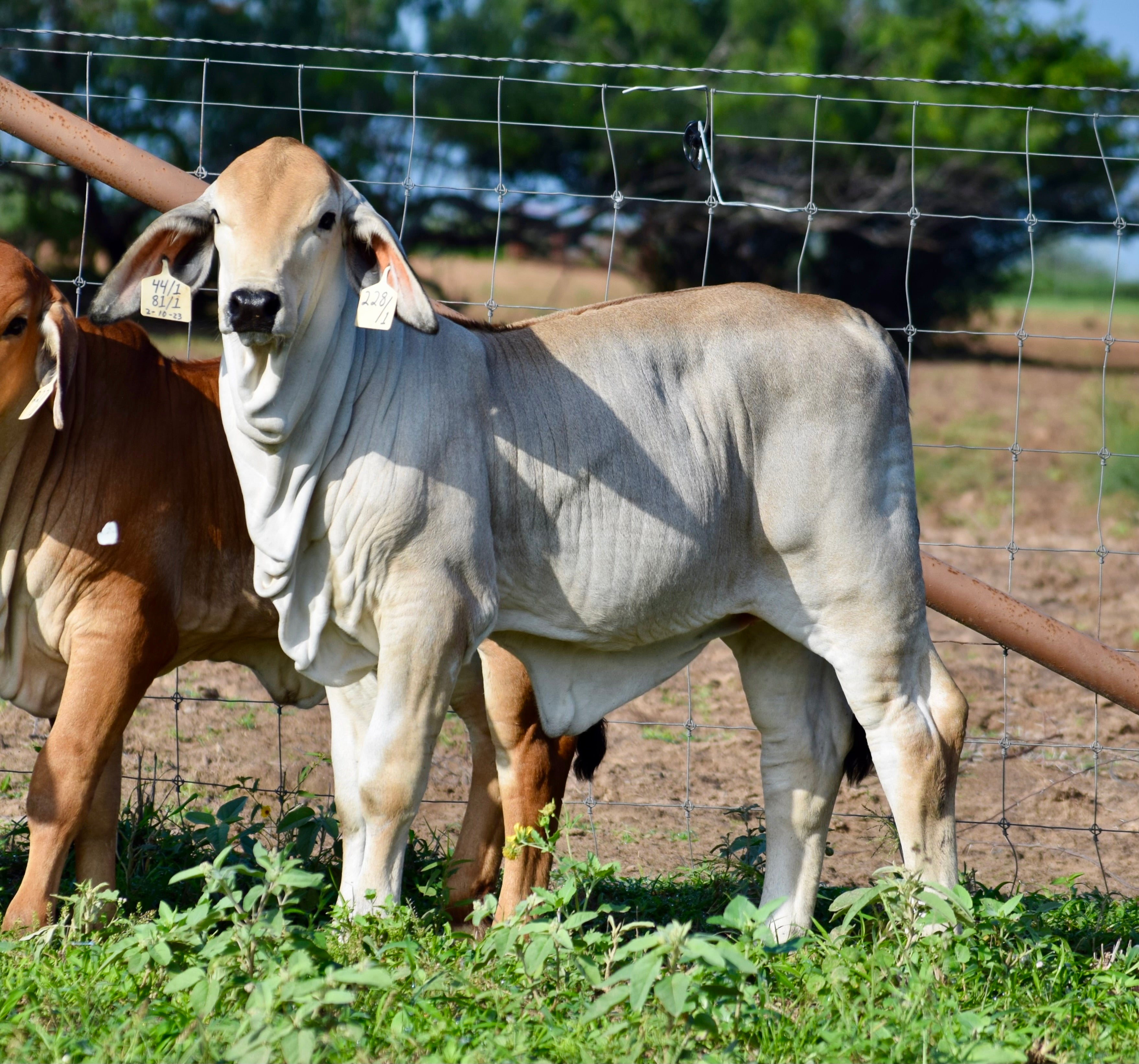 IVF Aspiration on Miss HMC Polled 81/1 (P)
