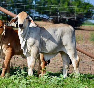 Package of 3 Sexed Female Embryos - Mr. HMC Polled 44/1 (P) “Magnum” x Miss HMC Polled 81/1 (P)