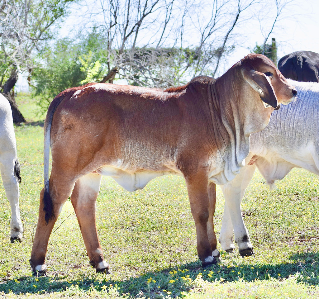 Registered Brahman Females For Sale – HM Cattle Company