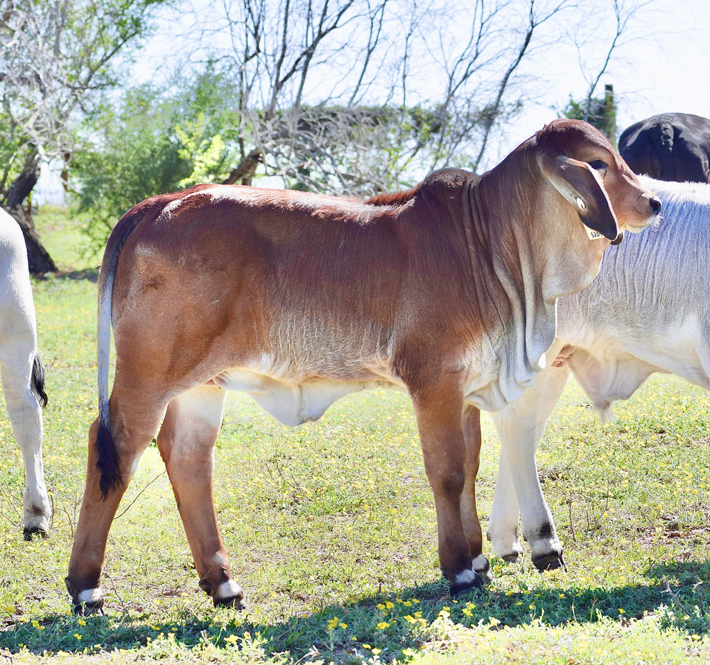 Miss HMC Polled 244/1 (P)