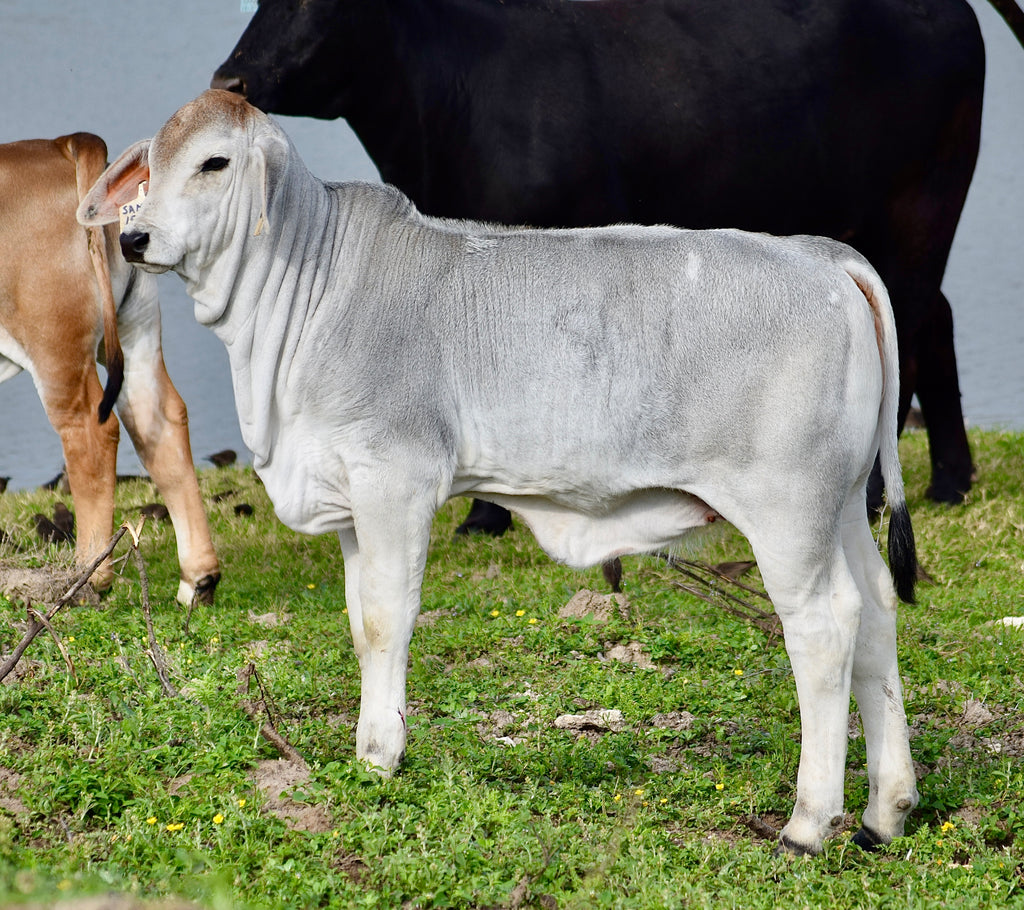 Miss HMC Polled 241/1 (P)