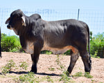 Mr. HMC Polled 212/1 (P)