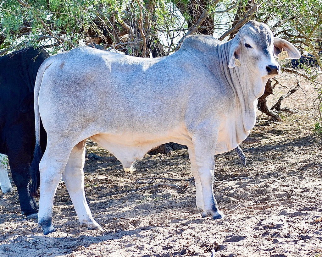 Mr. HMC Polled 260/1 (P)