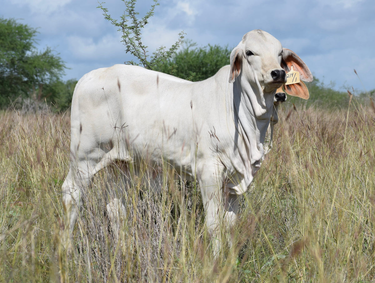 Miss HMC Polled 214/1 (P) – HM Cattle Company