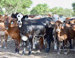 35 Brahman Cross Open Replacement Heifers