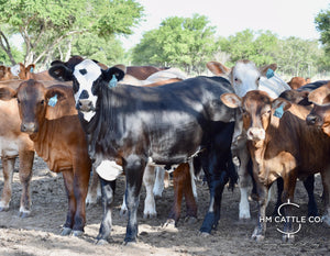 35 Brahman Cross Open Replacement Heifers
