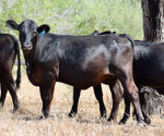 48 Brangus Open Replacement Heifers