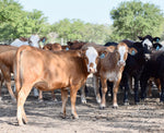 35 Brahman Cross Open Replacement Heifers
