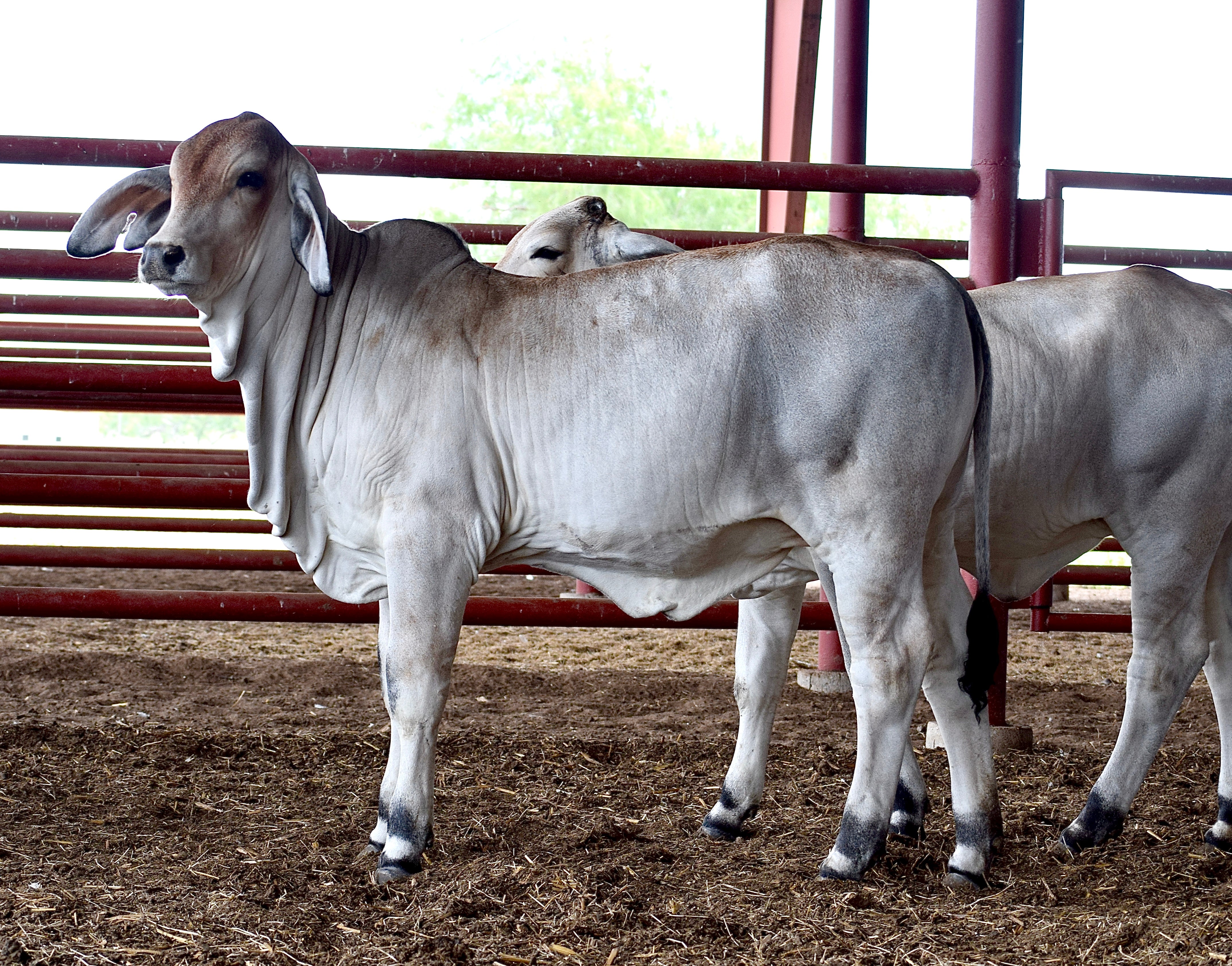 Miss HMC Polled 274/1