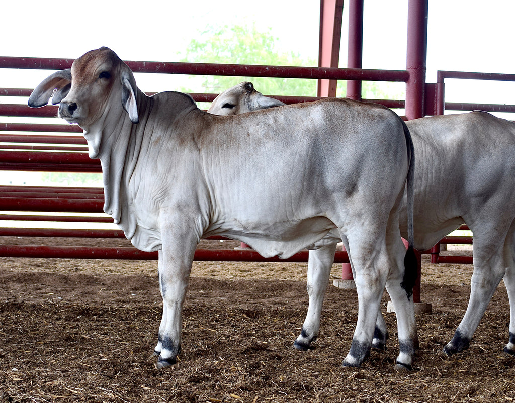 Miss HMC Polled 274/1