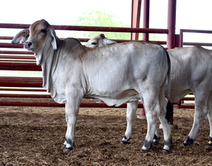 Miss HMC Polled 274/1
