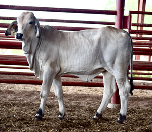 Miss HMC Polled 278/1 (P)