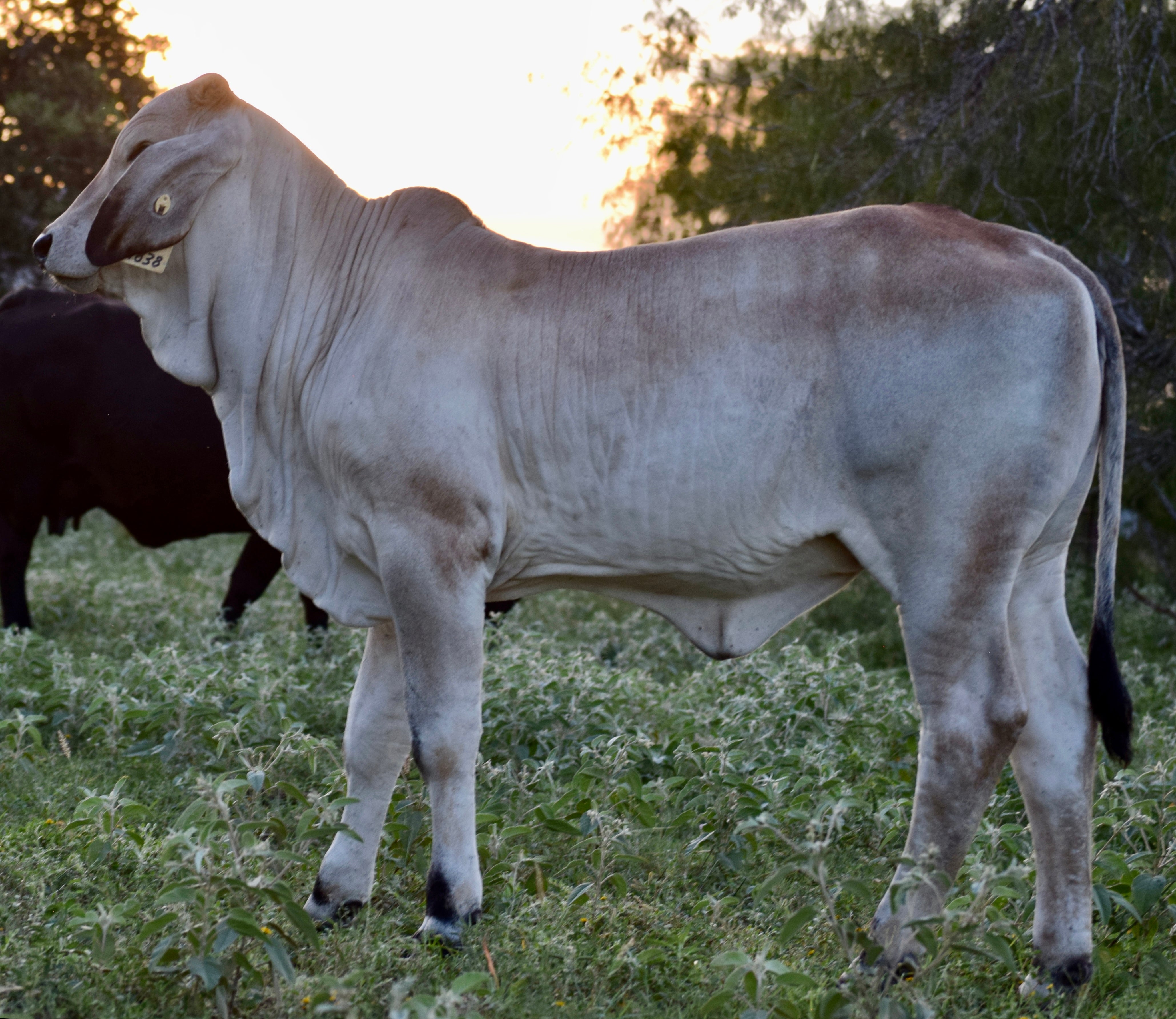 Miss HMC Polled 278/1 (P)