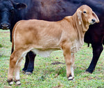 Miss HMC Polled 248/1 (PP)