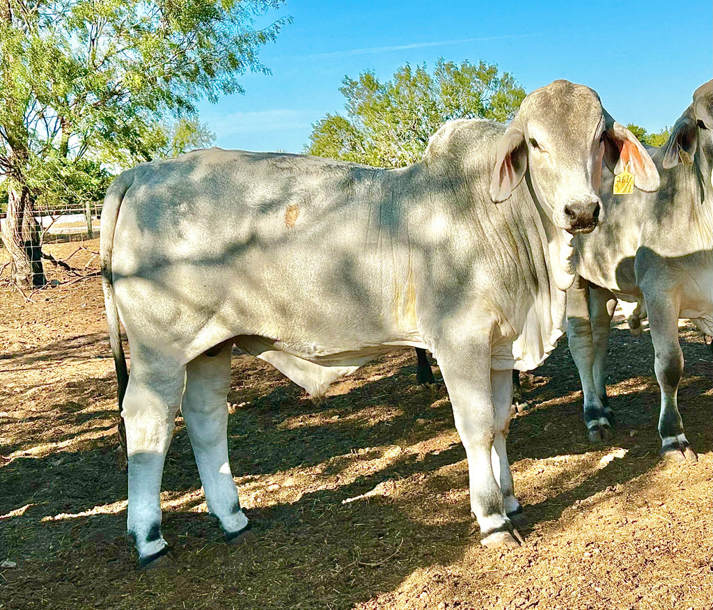 Mr. HMC Polled 261/1 (PP)