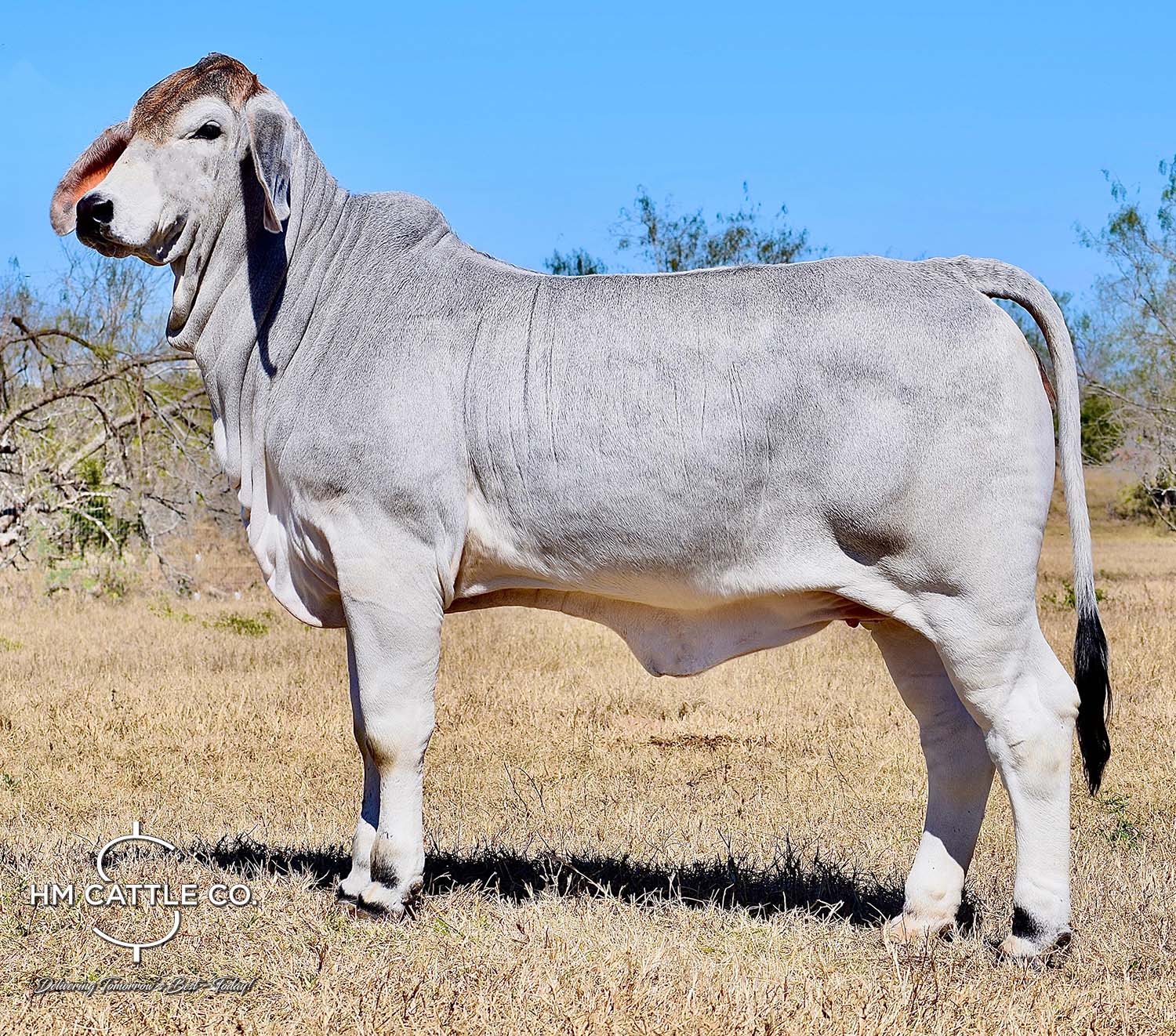 Breeding Season of Mr. HMC Polled 44/1 (P) “Magnum”