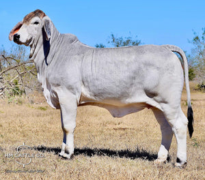 Breeding Season of Mr. HMC Polled 44/1 (P) “Magnum”