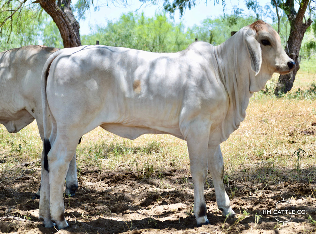 Miss HMC POLLED 114/1 (P)