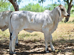 Miss HMC POLLED 114/1 (P)